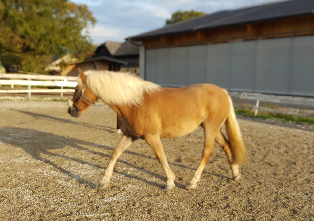 Haflinger gehören zu meinen größten Lehrmeistern. Sie sind ausgesprochen klug und kritisch in der Trainerwahl :)