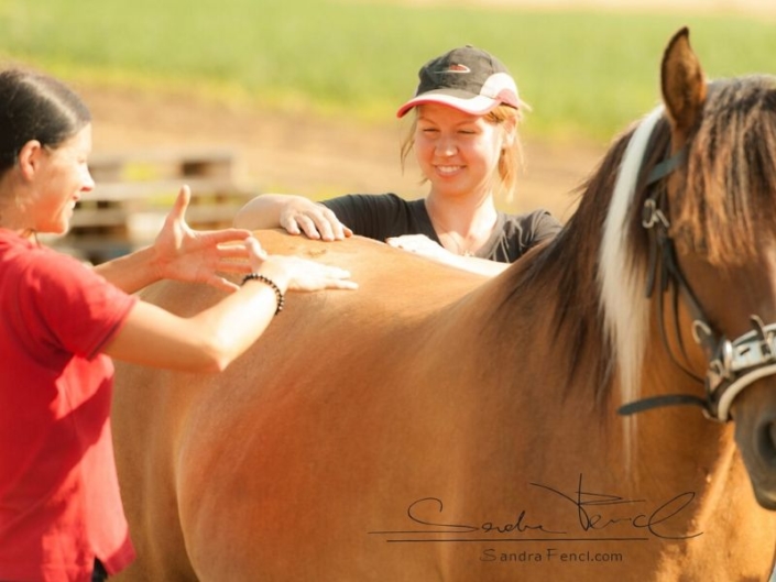 MOBILISATION-UND-STRETCHING-FÜRS-PFERD