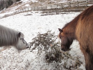 Christbaum Pferde fressen