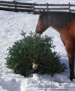 Sind Weihnachtsbäume zum Verfüttern geeignet?