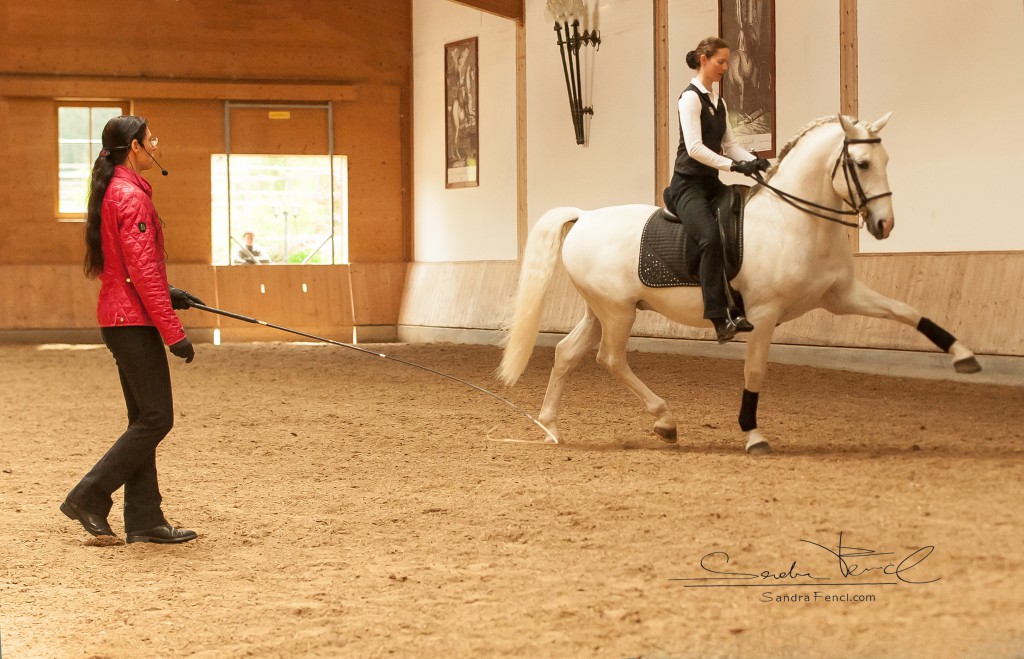 Lipizzaner Favory Toscana in der gestreckten Passage.