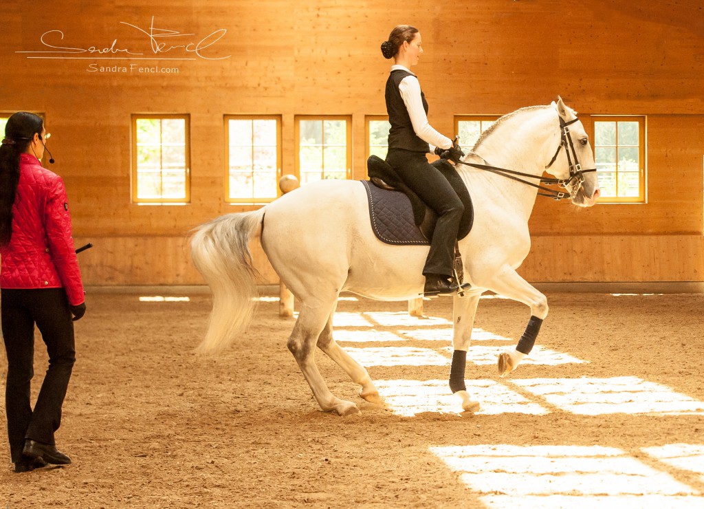 Lipizzaner Super in der Piaffe unter Vera Munderloh.