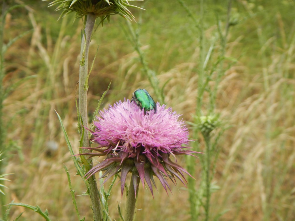 Mariendistel Pferd