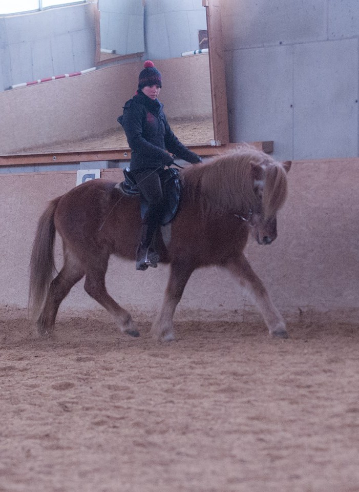 Gangpferde gymnastisch wertvoll reiten