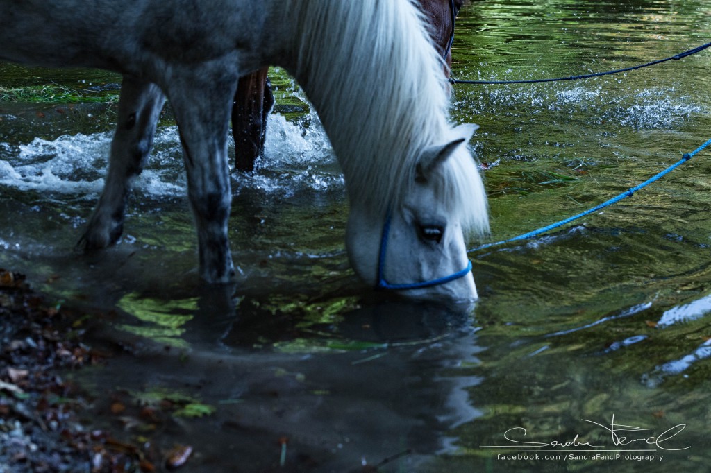 Pferd ins Wasser