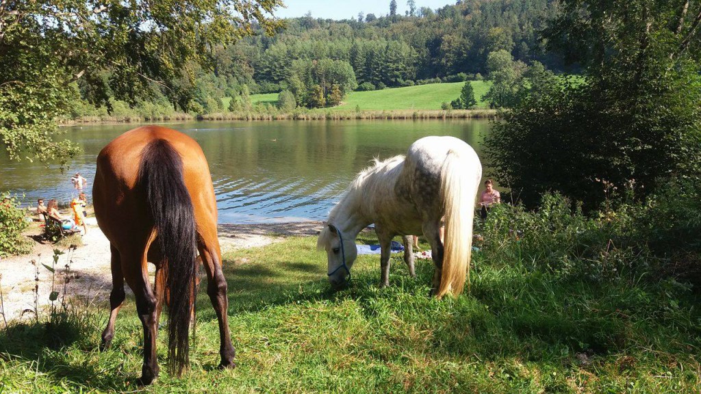 Pferde Wasser vertrauen