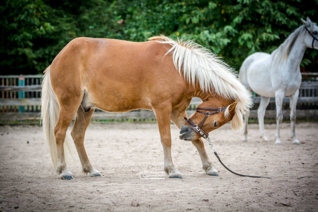 Kompliment Pferd beibringen