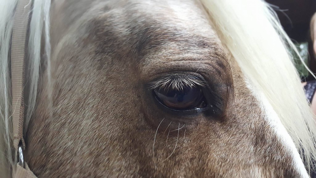 Das Auge eines Therapiepferdes - VOR der Behandlung