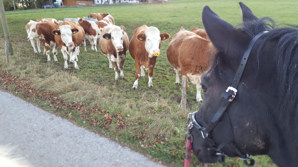 Dank Handpferde-Training konnte Afra ihre Rinderphobie überwinden :)