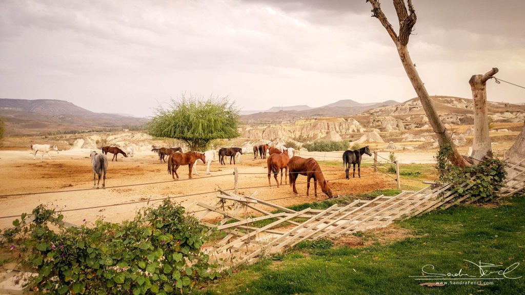 Die Pferde der Kapadokya Ranch leben in großen Paddocks und sind alle sehr gepflegt.