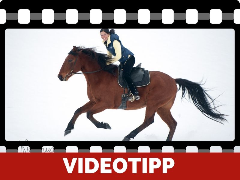 Pferd Stolpert Im Schritt information online