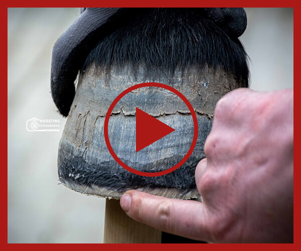 Videoseminar_Hufbearbeitung