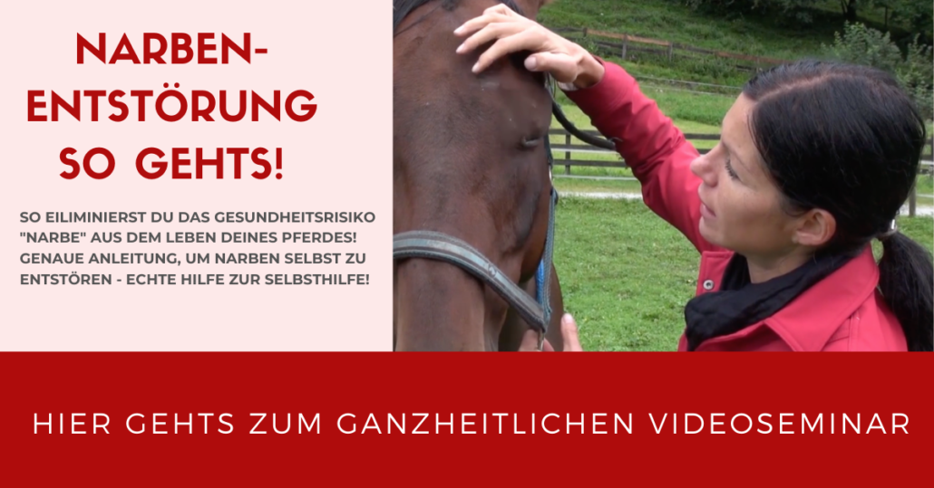 Narbenentstörung selbst lernen! Videoseminar mit Sandra Fencl