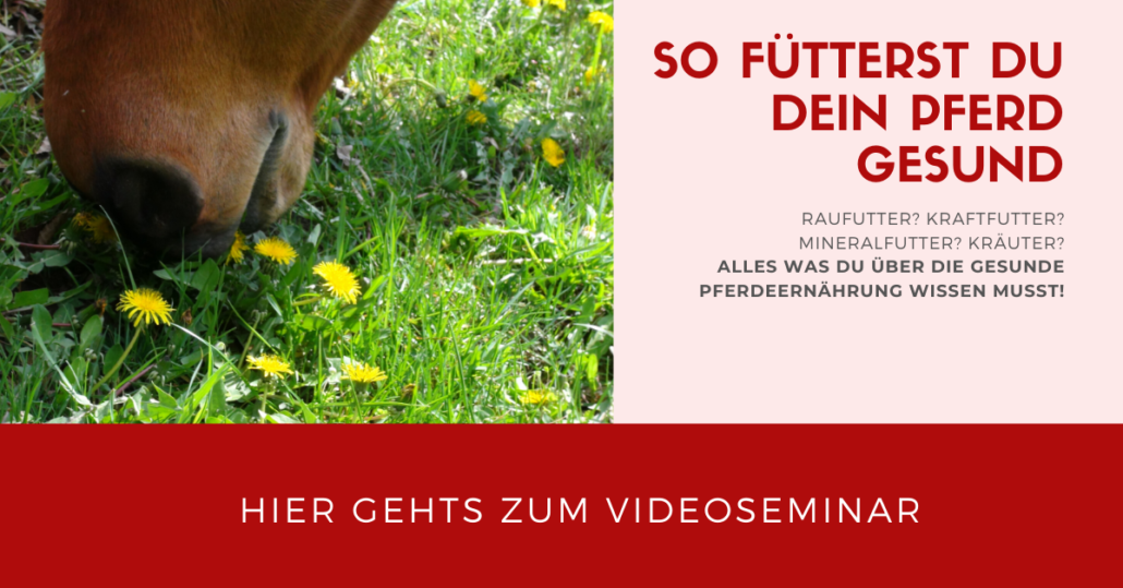 Videoseminar So Futterst Du Dein Pferd Gesund Sandra Fencl