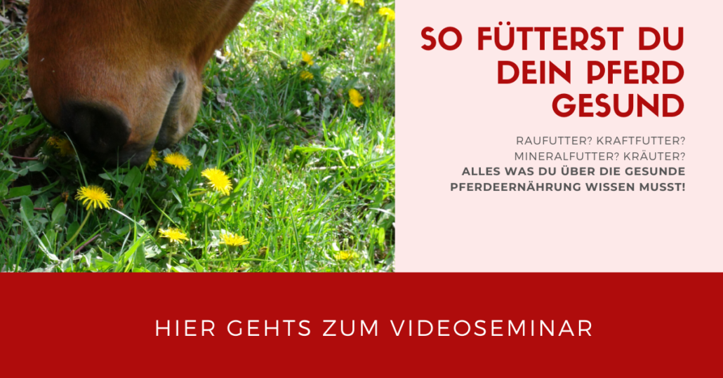 So fütterst Du Dein Pferd gesund! Videoseminar mit Sandra Fencl