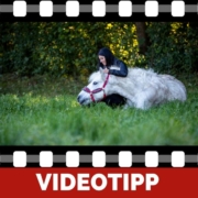 Dein Pferd Dein Spiegel