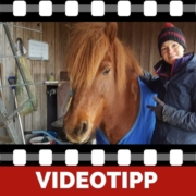 QuickTipp Verschwitztes Pferd nach dem Training So vermeidest Du Erkältungen