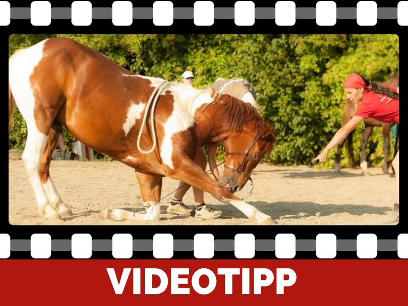 Zirzensische Gymnastik Sinnvolles Training Furs Pferd Sandra Fencl