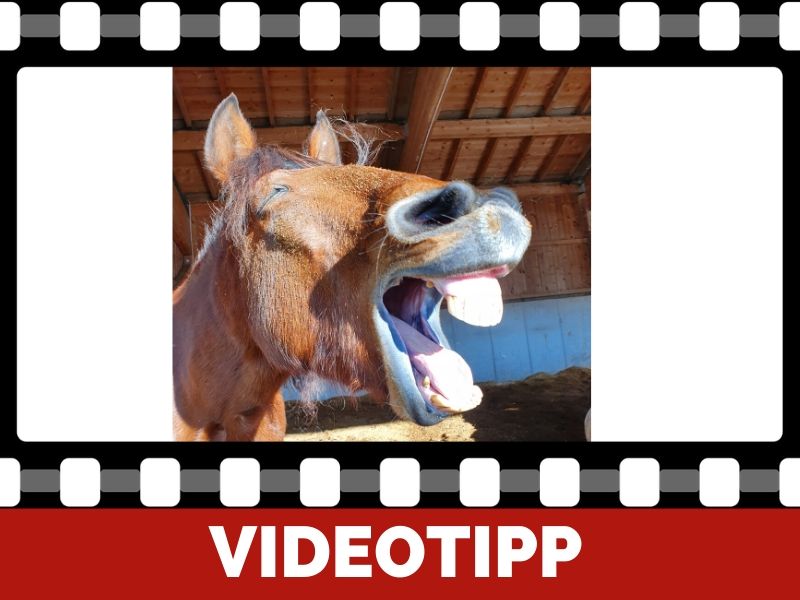 Gähnen des Pferdes im Training: Was bedeutet das? | Sandra Fencl