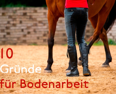 10 Gründe für Bodenarbeit mit dem Pferd und Tipps fürs Pferdetraining am Boden