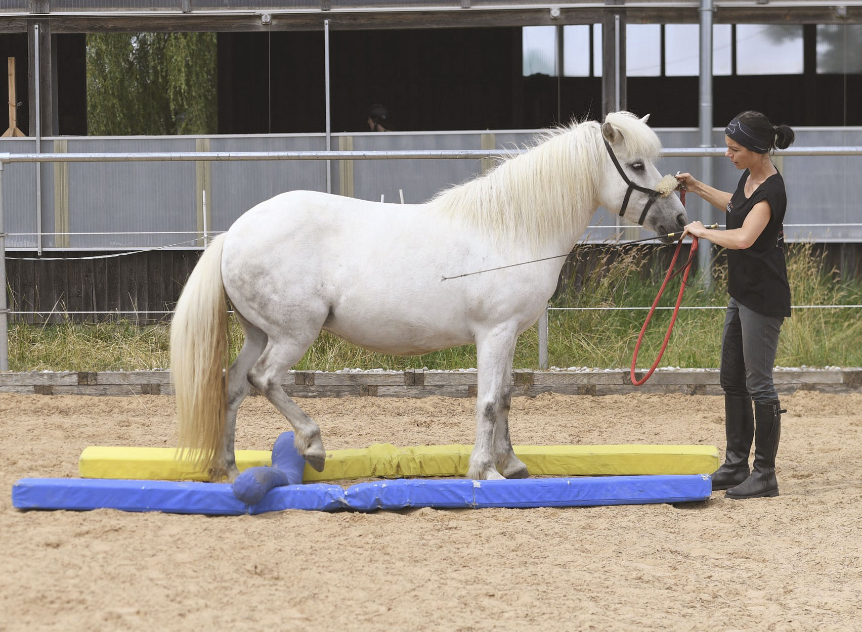 Pferd Bodenarbeit