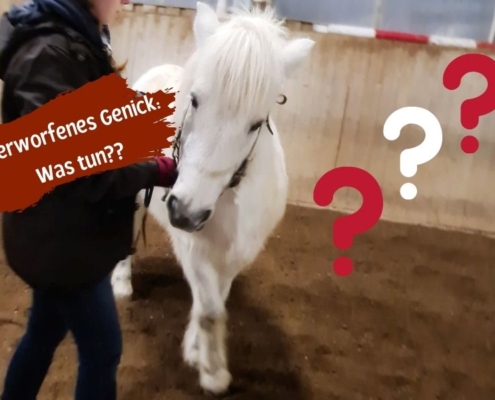 Verworfenes Genick und Stellungsprobleme beim Pferd Ursachen und Lösungen