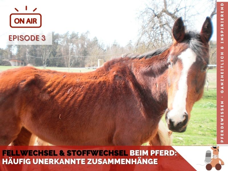 Fellwechsel und Stoffwechsel beim Pferd - Sandra Fencl