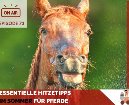 Hitzetipps im Sommer für Pferdebesitzer