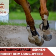 Pferdepodcast Sehnenschäden und Arthrose beim Pferd vermeiden helfen