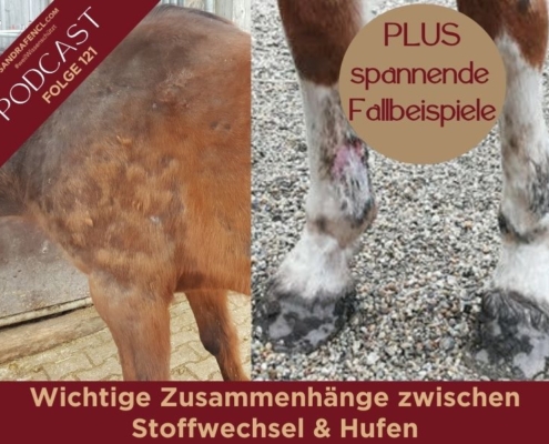 Wichtige Zusammenhänge zwischen Stoffwechsel und Hufen