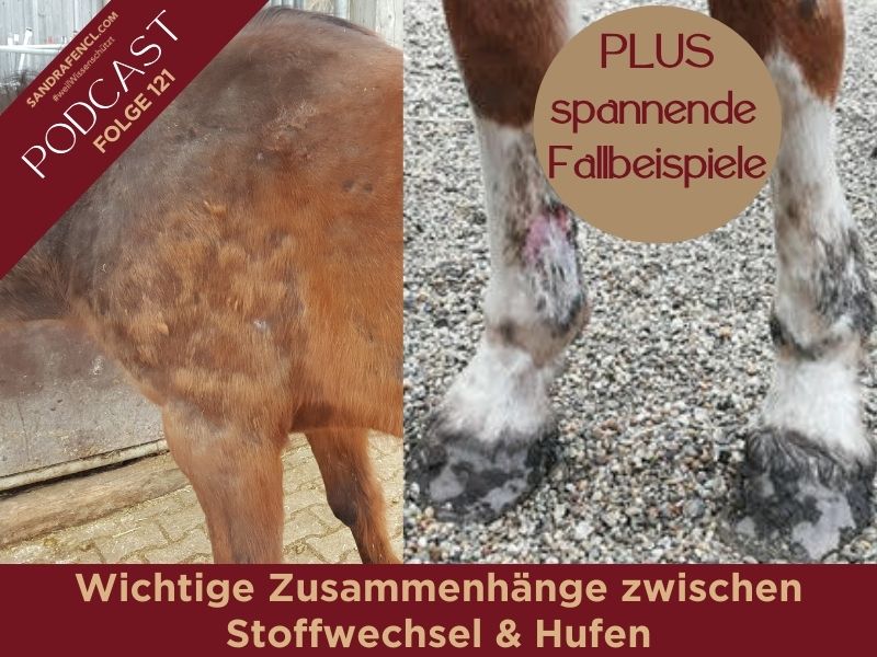 Pferdepodcast Reitkunst