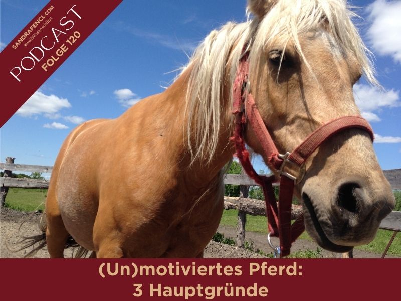Unmotiviertes Pferd Pferdepodcast Pferdewissen Sandra Fencl