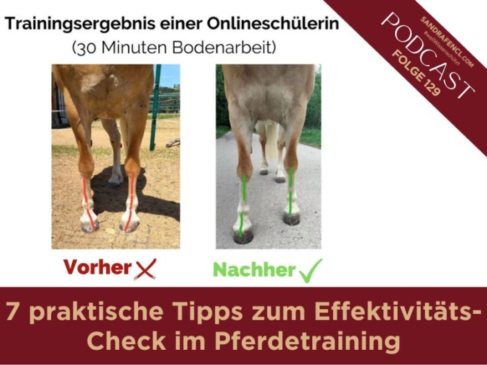 7 praktische Tipps zum Effektivitäts-Check im Pferdetraining | Freizeitreiter | Online-Ausbildung | Online-Pferdetraining | Sandra Fencl | Freizeitreiter Online-Akademie