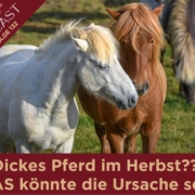 Dickes Pferd im Herbst | Ursache | Sandra Fencl | Pferdepodcast | Pferdepodcastgewinnspiel