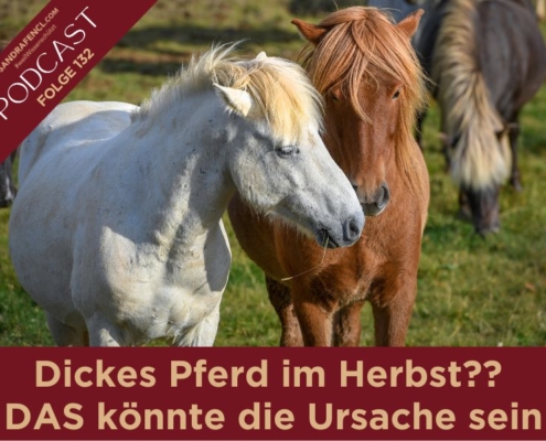 Dickes Pferd im Herbst | Ursache | Sandra Fencl | Pferdepodcast | Pferdepodcastgewinnspiel
