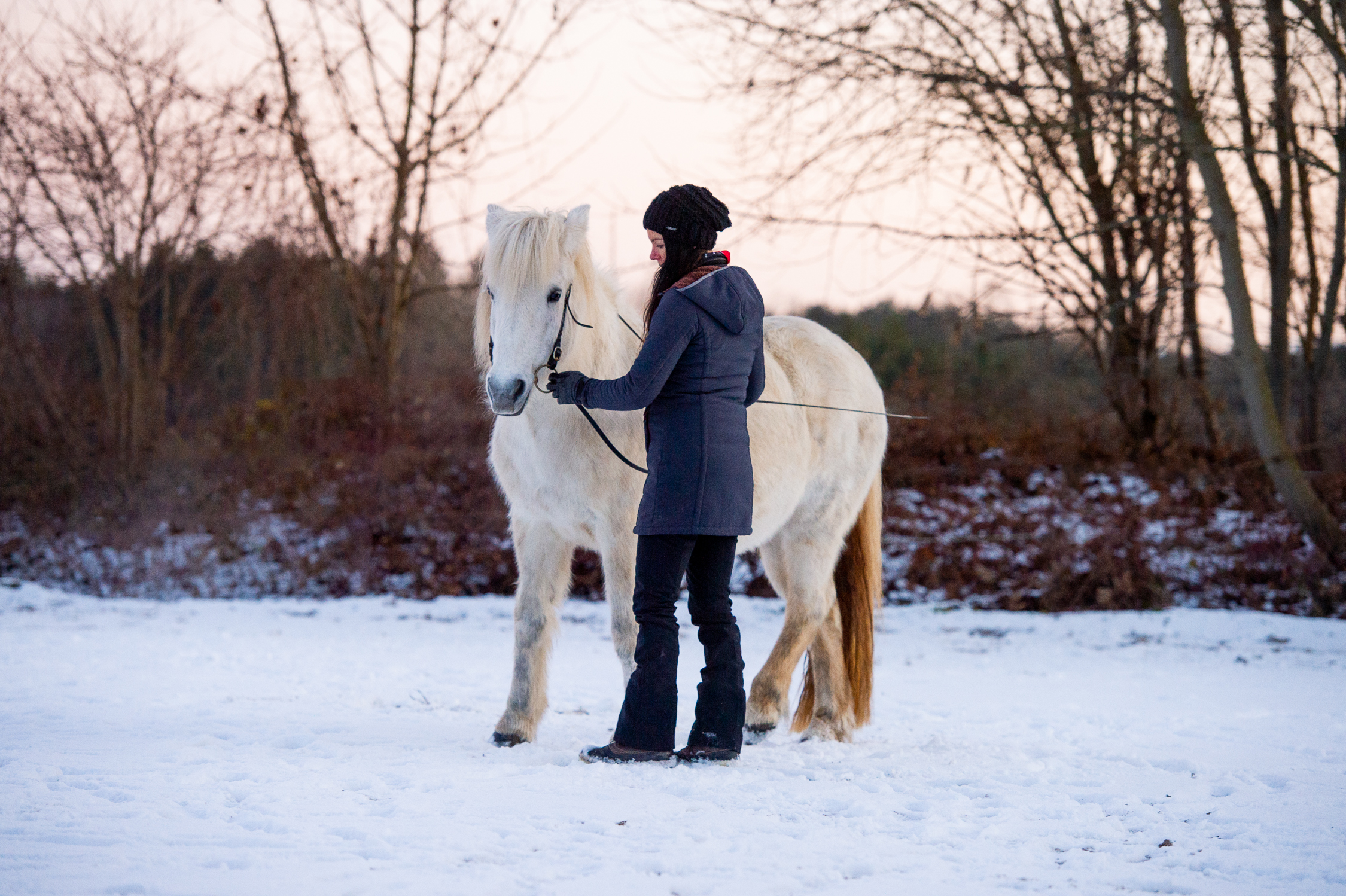 Gangpferde-Ausbildung