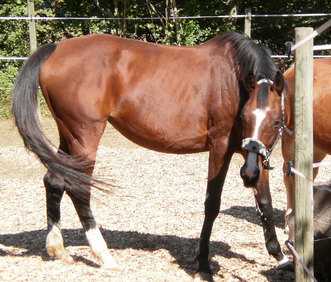 Carina - unreitbar aufgrund Kissing Spines - Pferdetherapie - Fencl